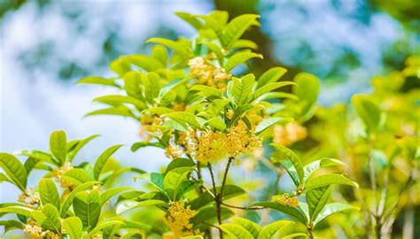 桂花禁忌|喝桂花茶有什么好处？可以天天喝吗？桂花茶的功效与作用及禁。